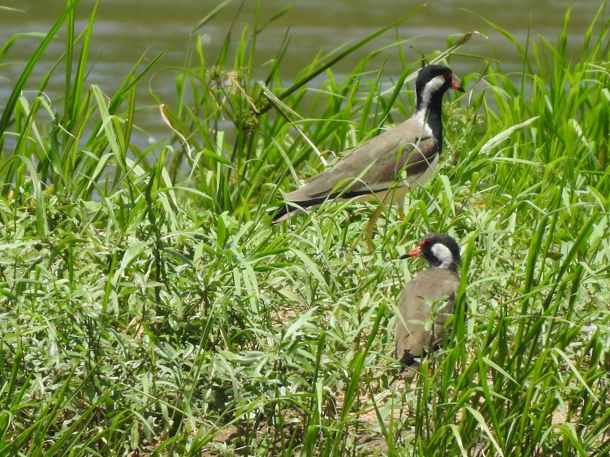 Red-wattled Lapwing - ML270397281