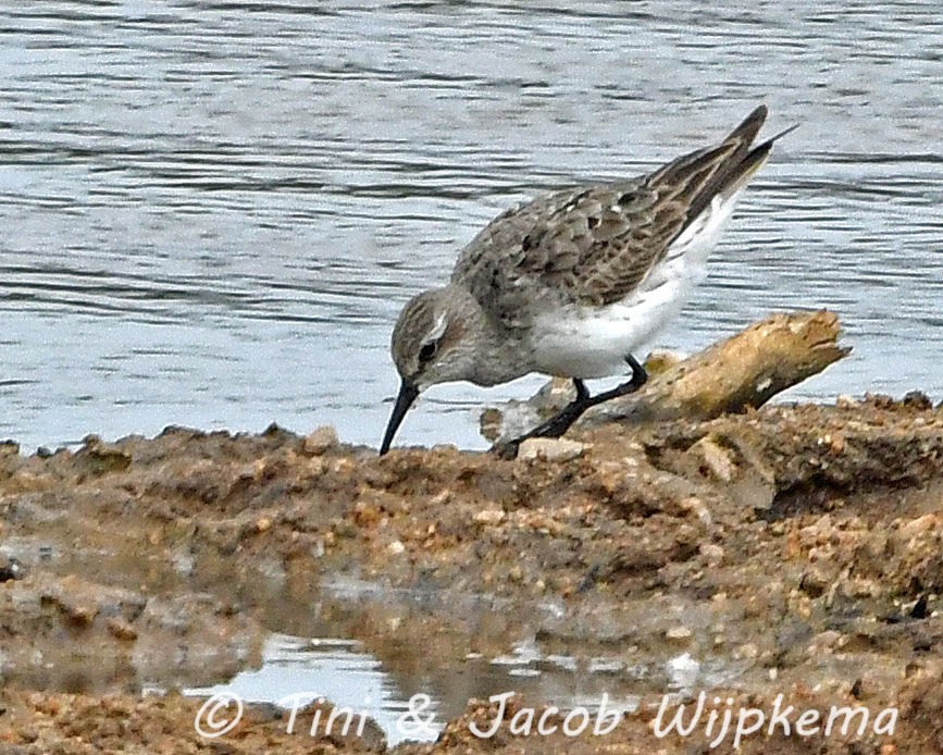 Weißbürzel-Strandläufer - ML270397301