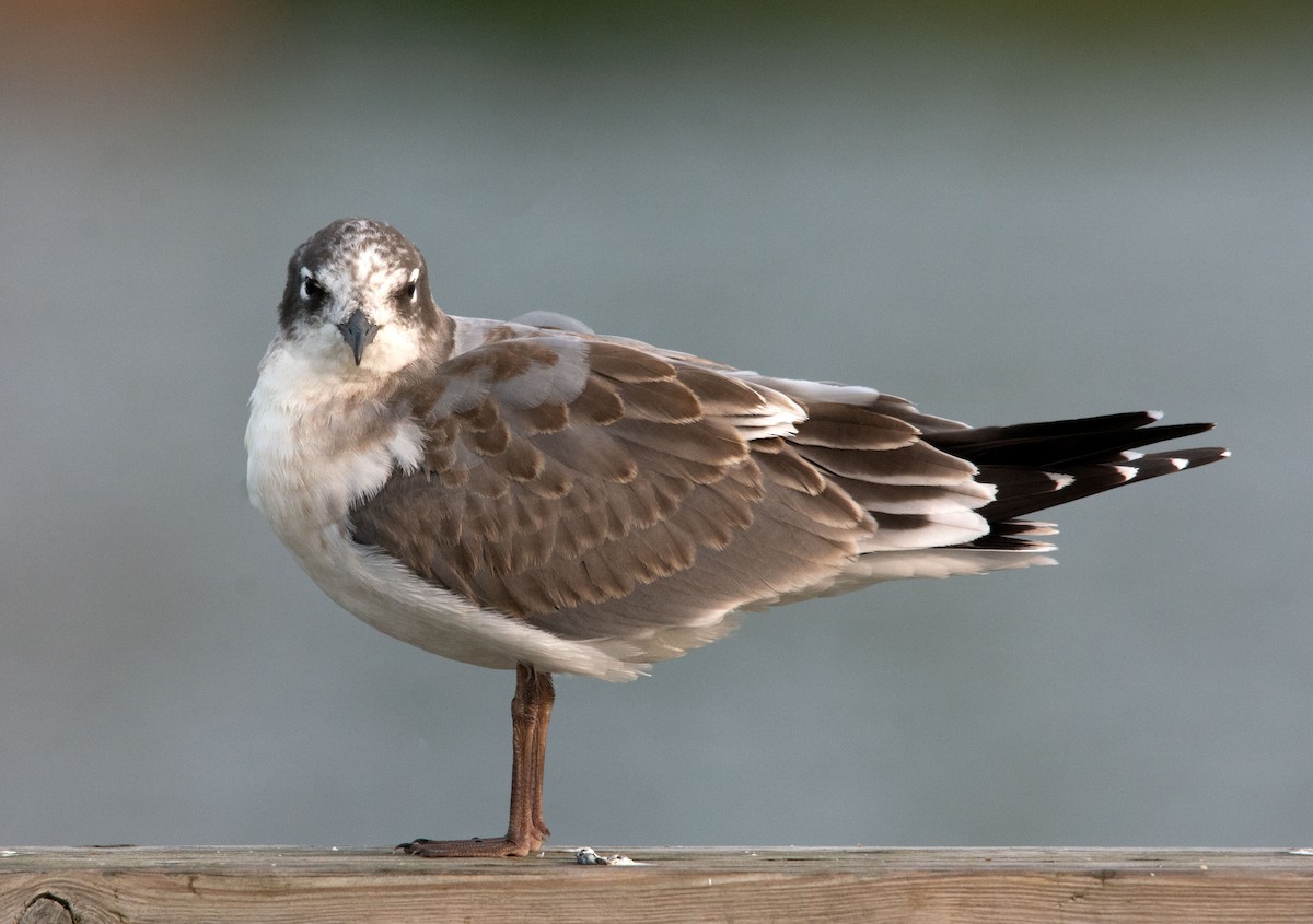 Mouette de Franklin - ML270397961