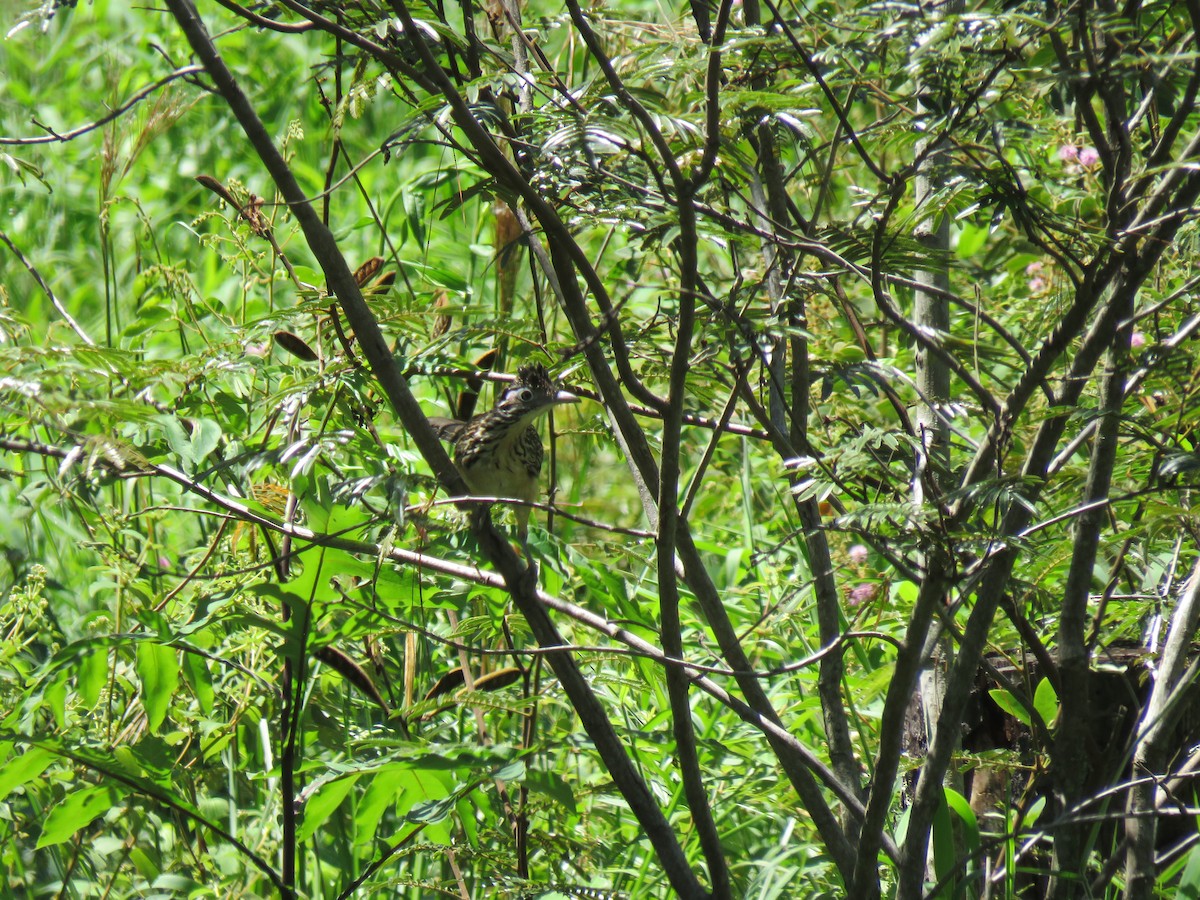 Lesser Roadrunner - ML270399101