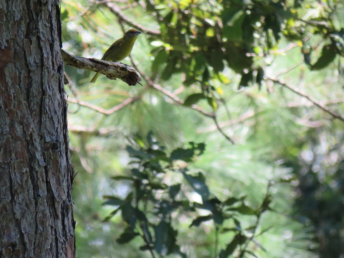 Hepatic Tanager - ML270399231