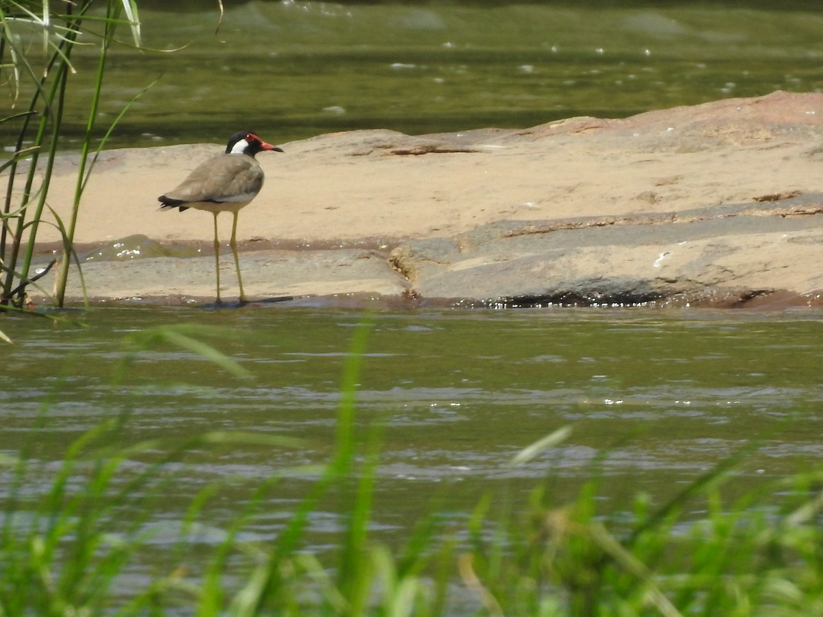 Red-wattled Lapwing - ML270399671