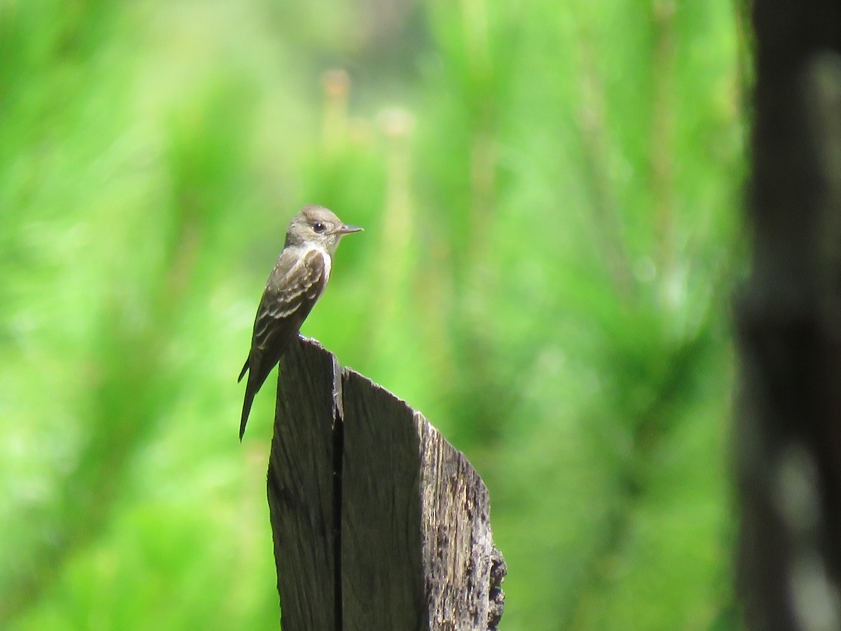 Hammond's Flycatcher - ML270399891