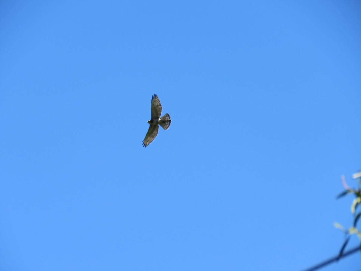 Swainson's Hawk - ML270400251