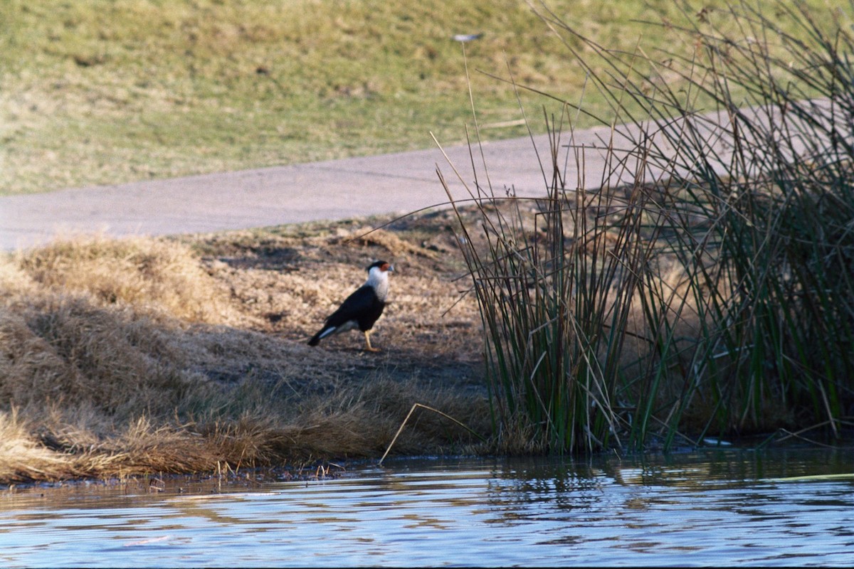 Crested Caracara (Northern) - ML270402941