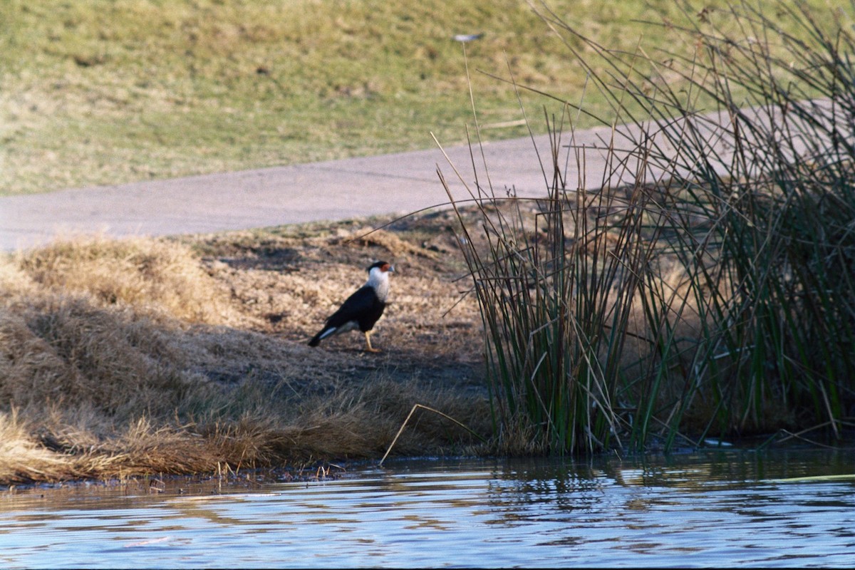 Caracara huppé (cheriway) - ML270402941