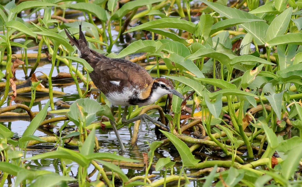 Pheasant-tailed Jacana - ML270405741
