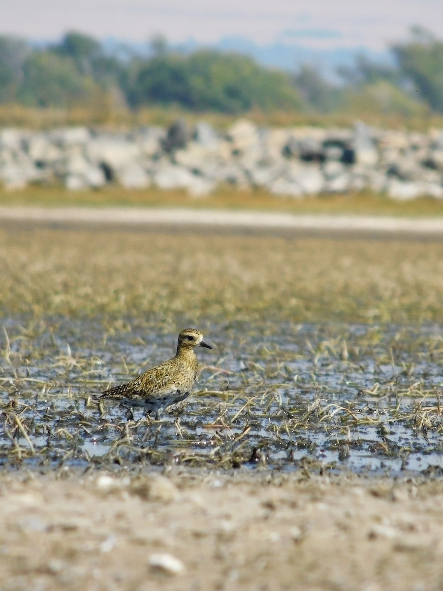 Chorlito Dorado Europeo - ML270406371