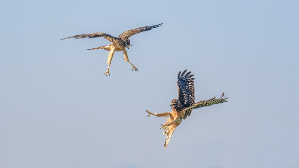 Northern Harrier - Michael Smith