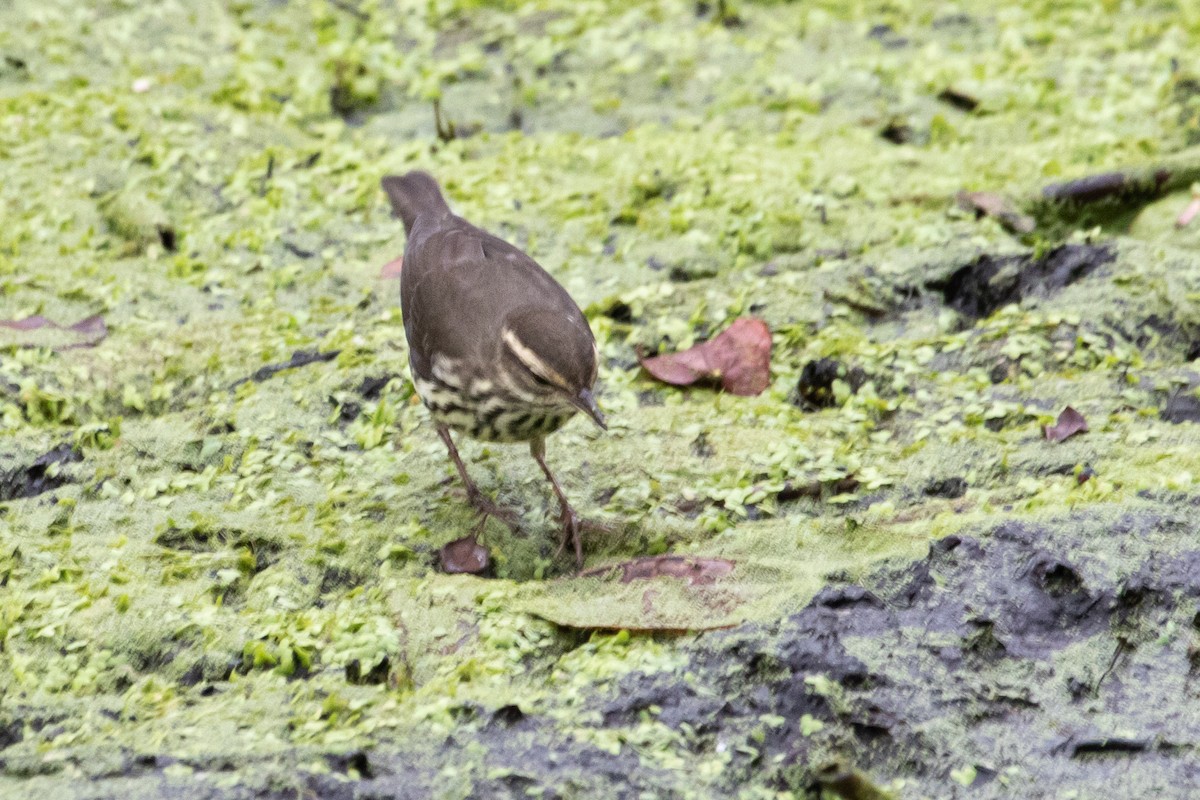 Northern Waterthrush - ML270406781