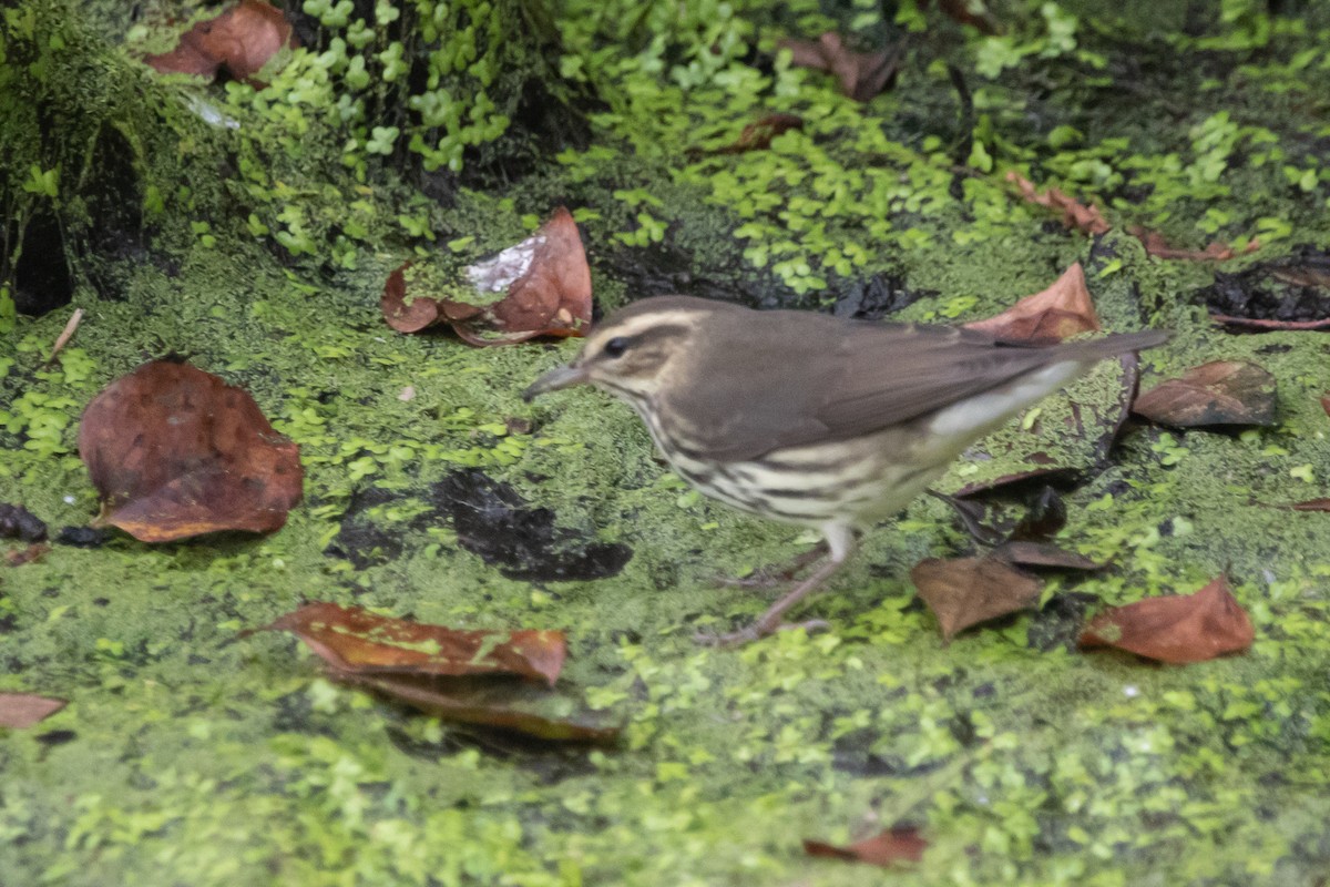 Northern Waterthrush - ML270406821