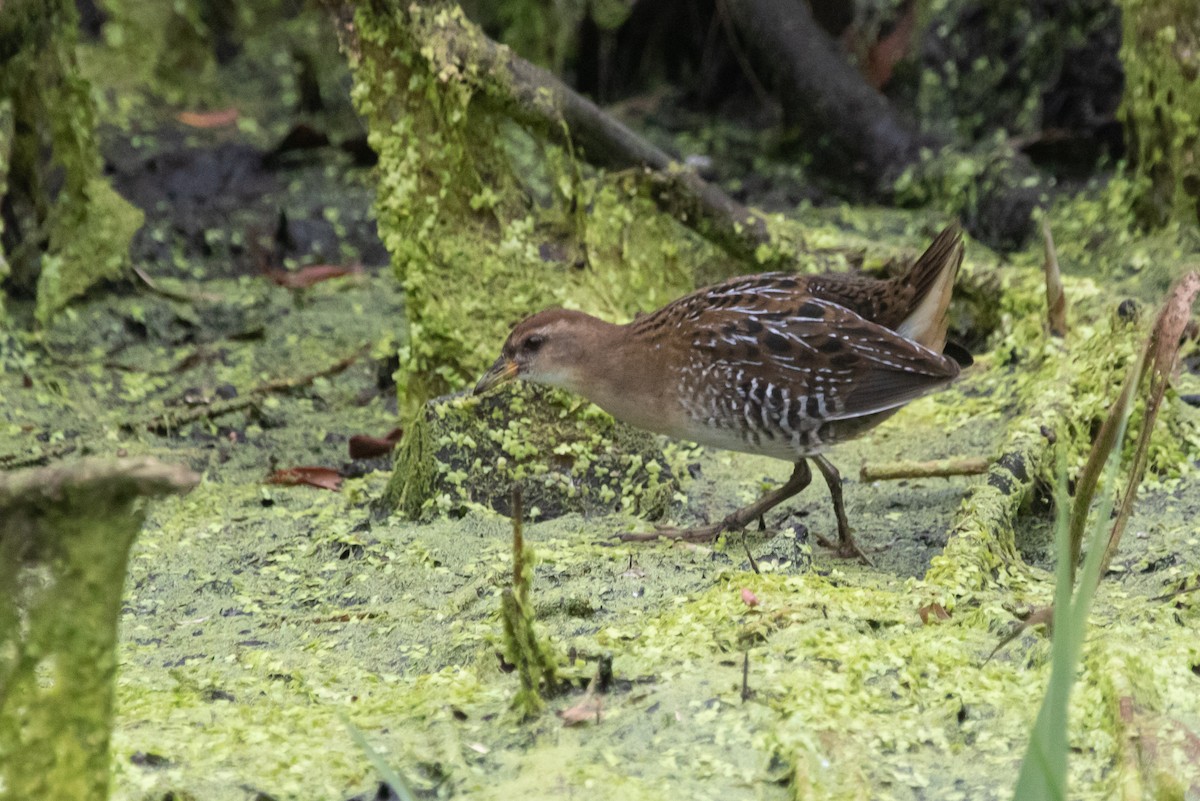 Carolinasumpfhuhn - ML270406841