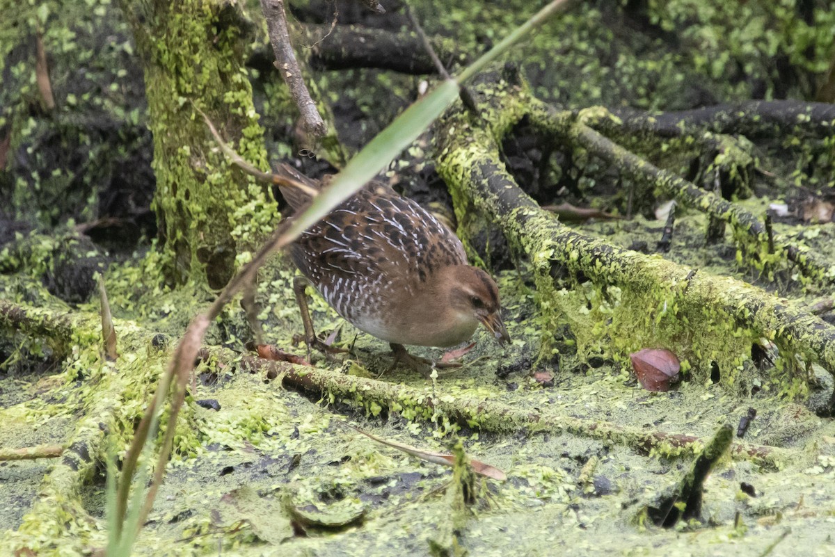 Carolinasumpfhuhn - ML270406871