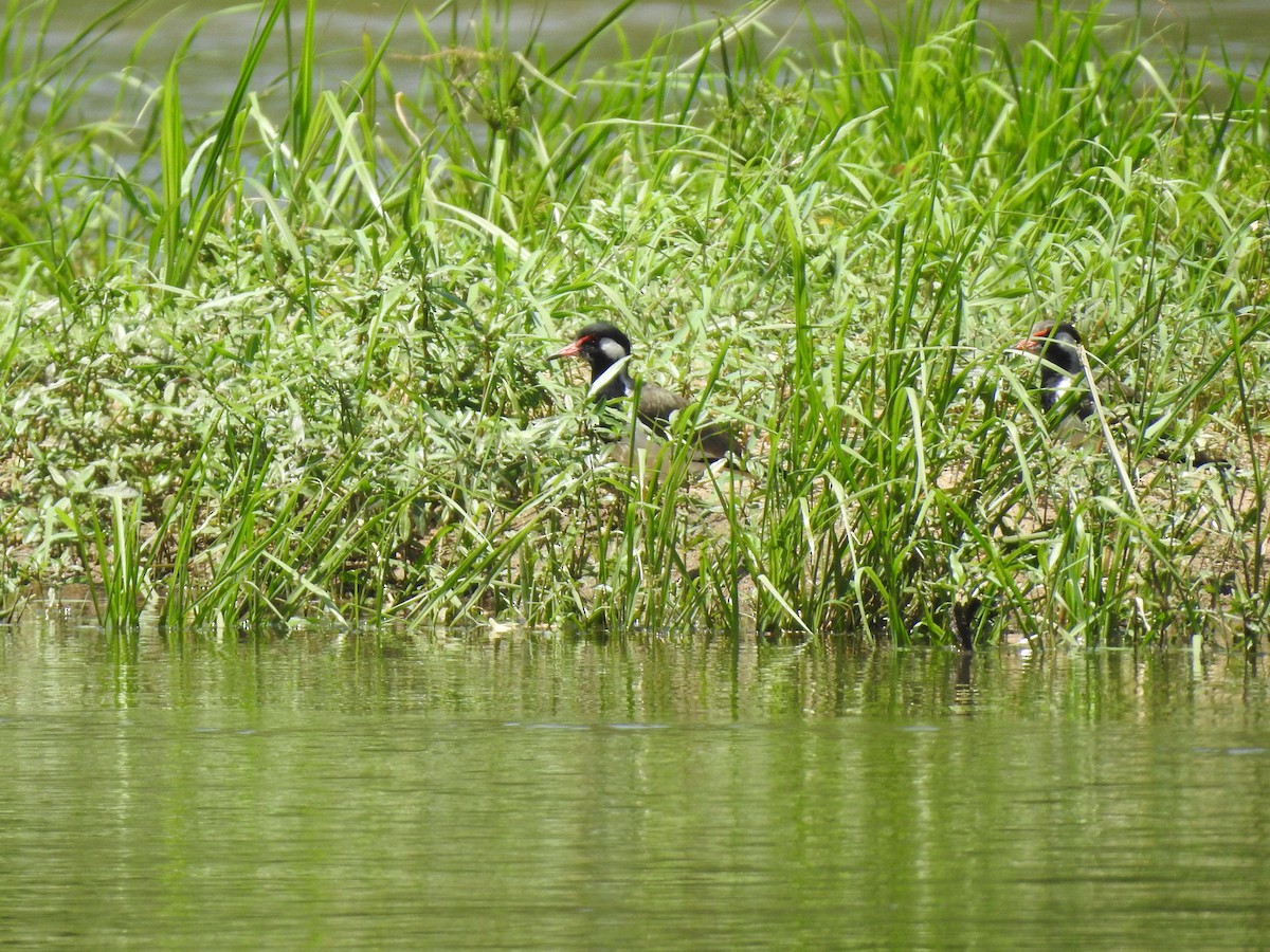 Red-wattled Lapwing - ML270407061