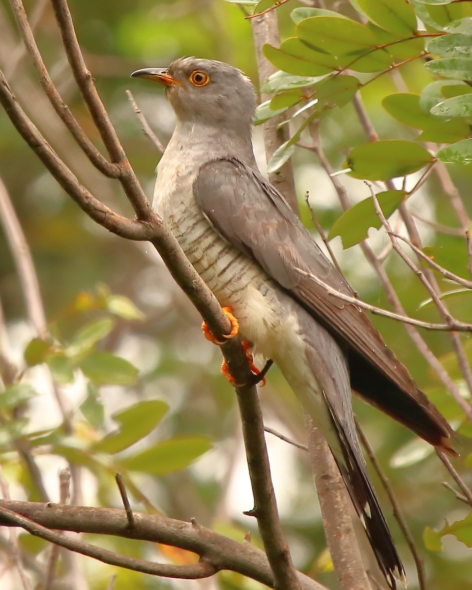 Common Cuckoo - ML270409961