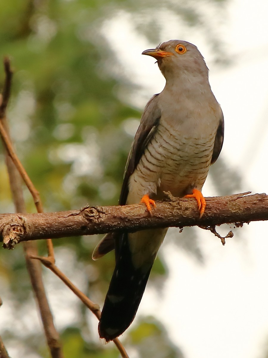 Common Cuckoo - ML270410081