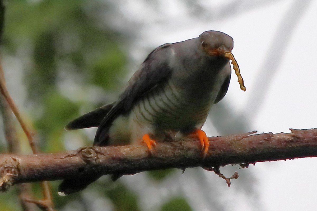 Common Cuckoo - ML270410221