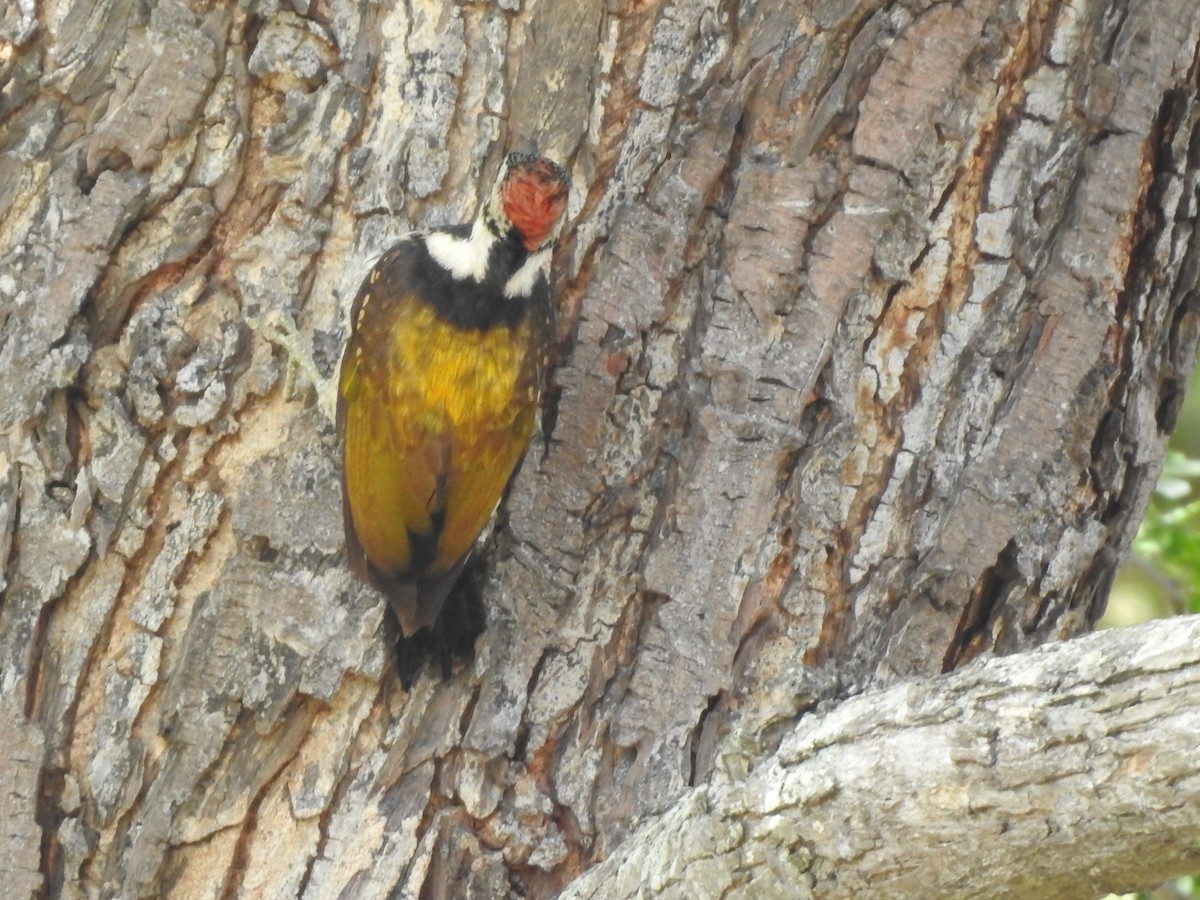 Black-rumped Flameback - Arulvelan Thillainayagam