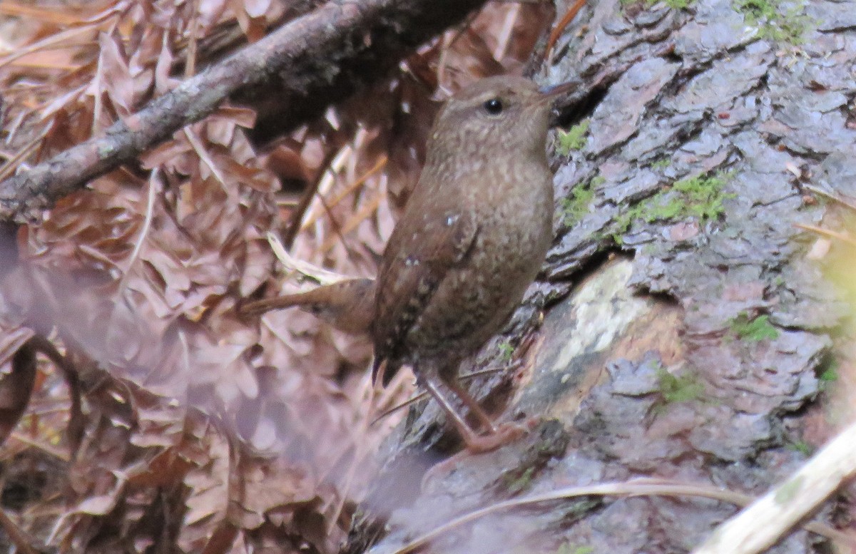 Troglodyte des forêts - ML270411321