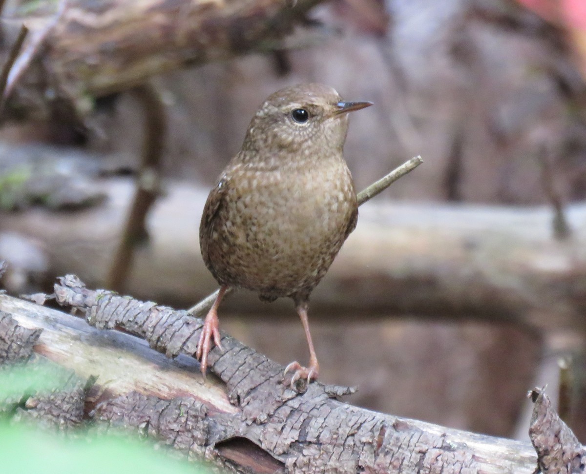 Winter Wren - ML270411331