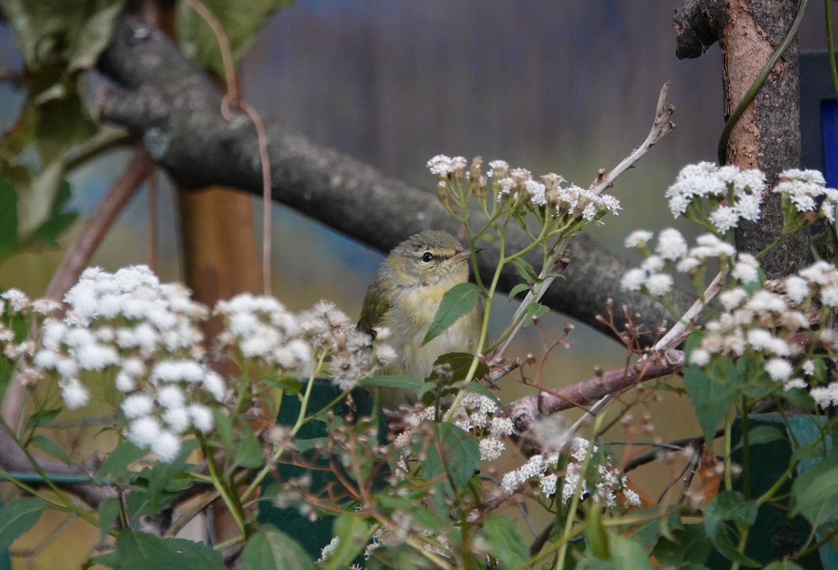 Tennessee Warbler - ML270411951