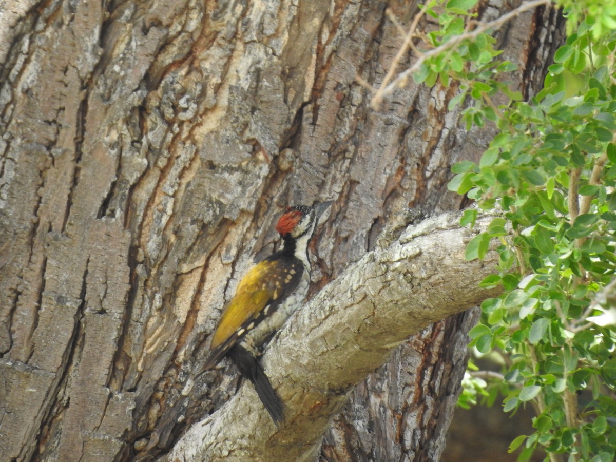 Black-rumped Flameback - Arulvelan Thillainayagam