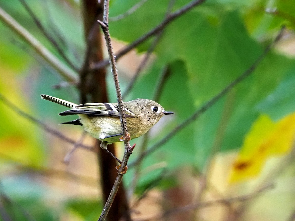 Ruby-crowned Kinglet - ML270412791