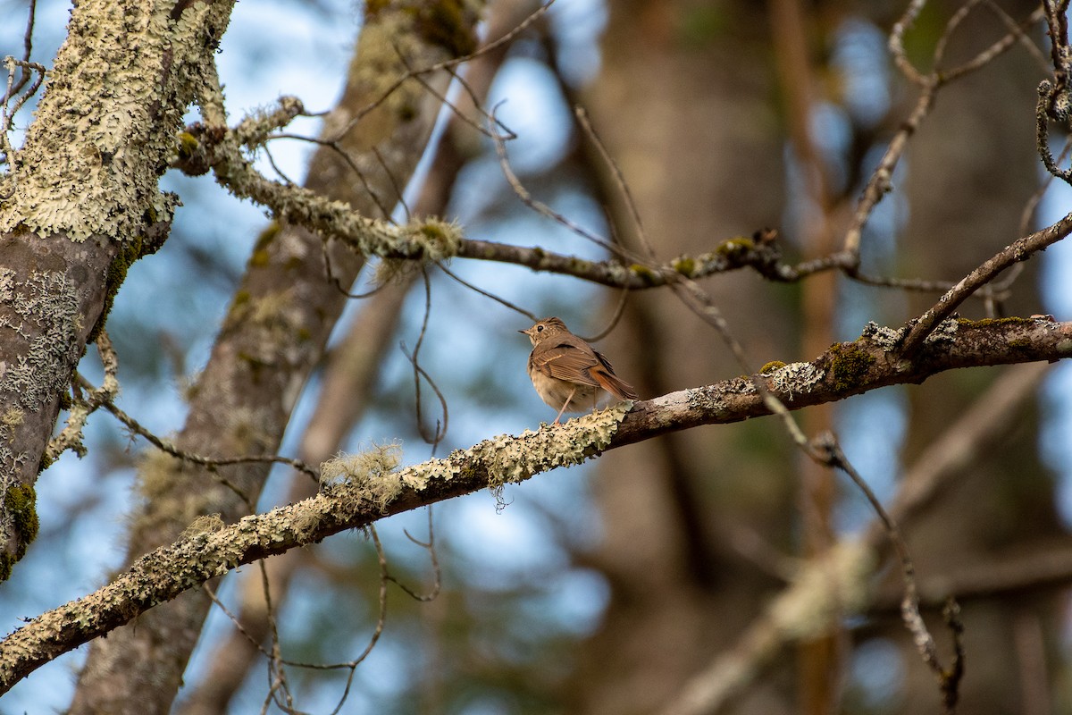 Hermit Thrush - ML270414521