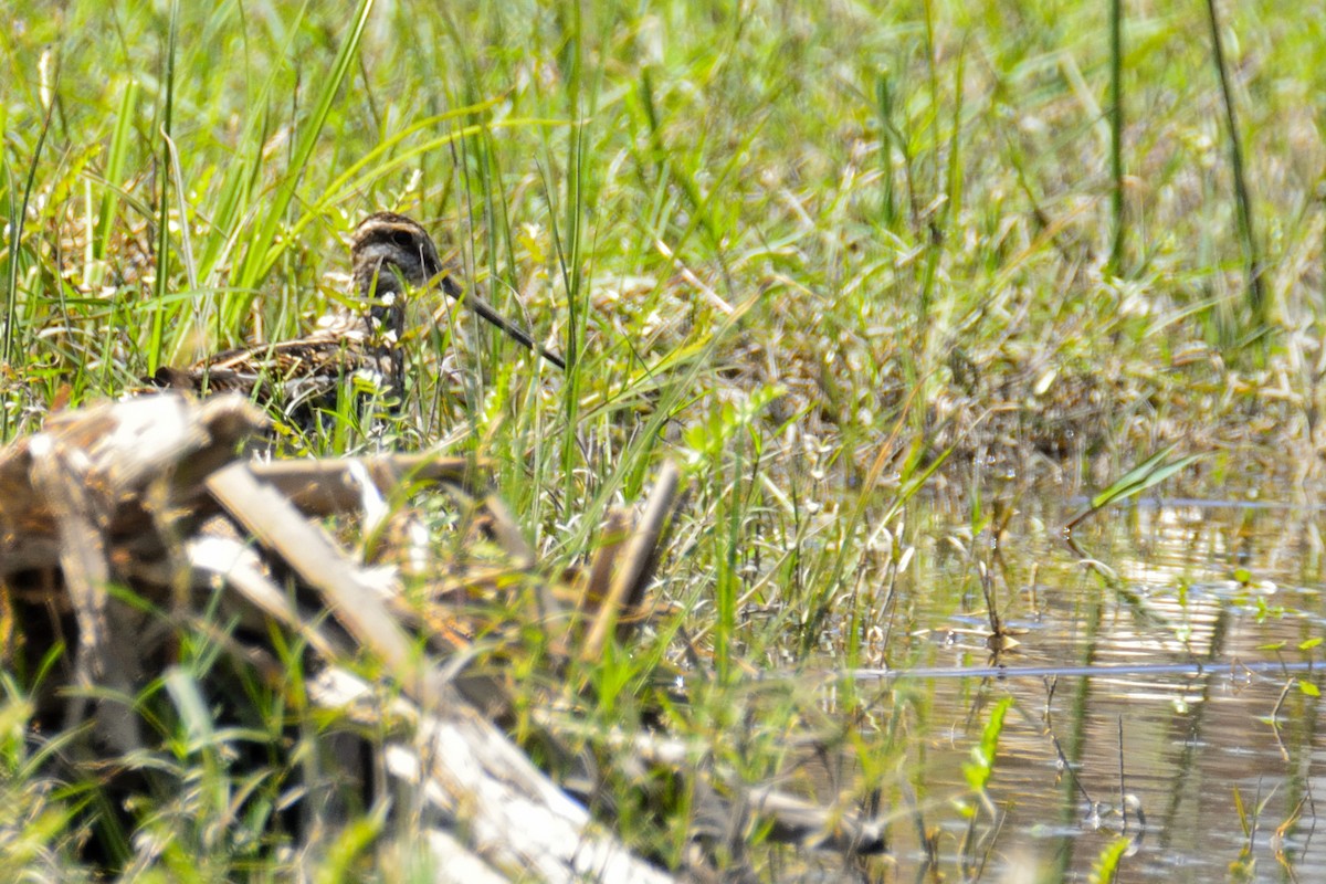 Wilson's Snipe - ML270414891