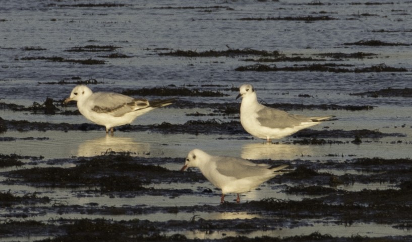 Bonaparte's Gull - ML270415391