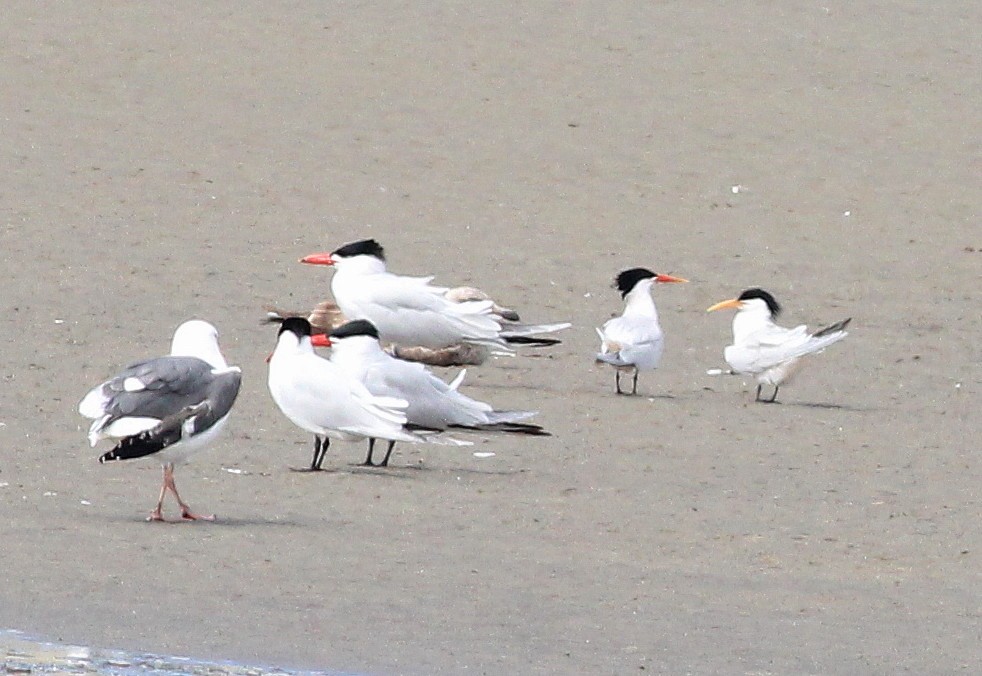 Elegant Tern - ML27041541