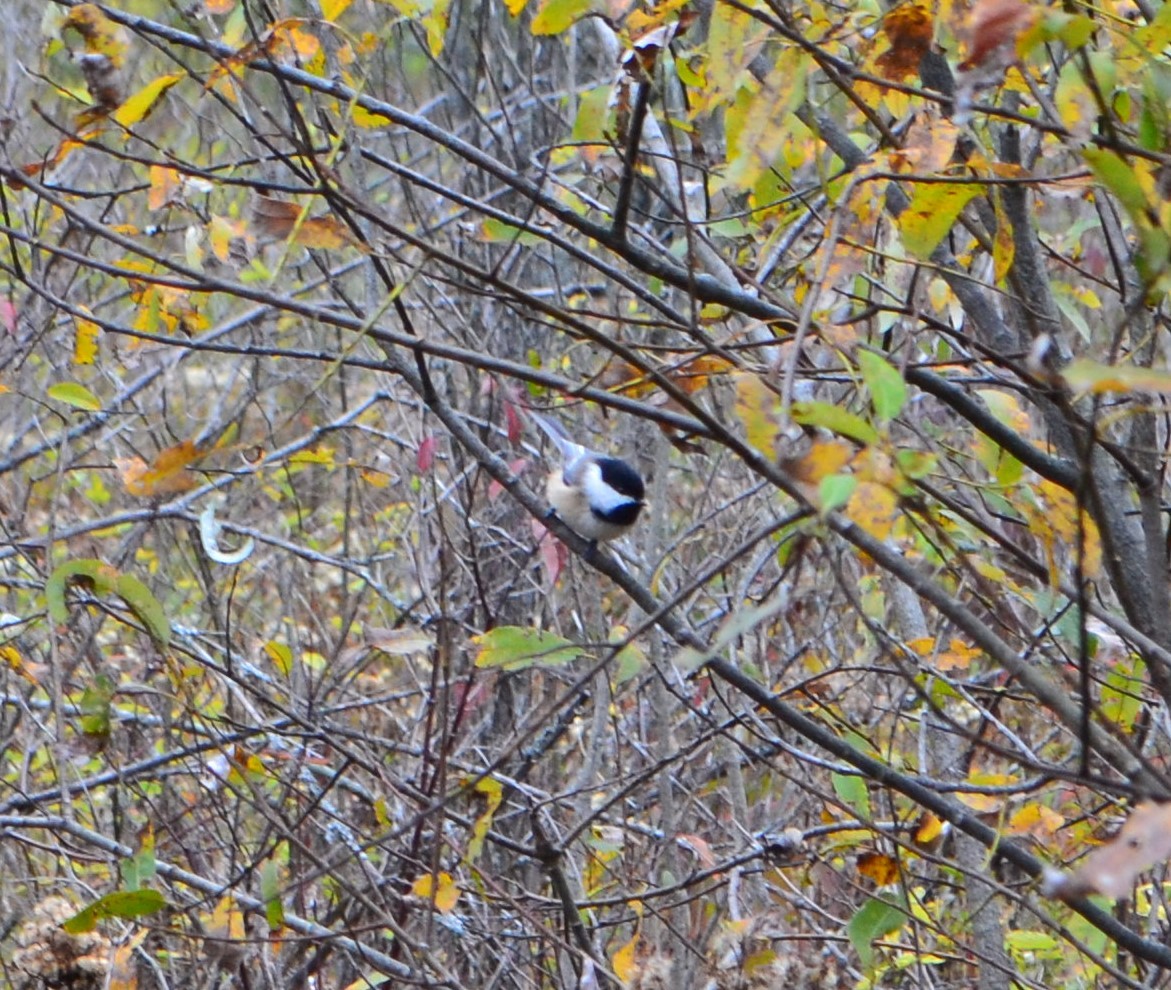 Black-capped Chickadee - ML270416711