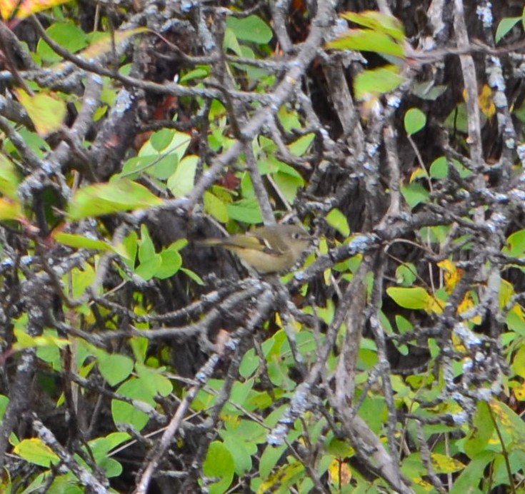 Ruby-crowned Kinglet - ML270417141