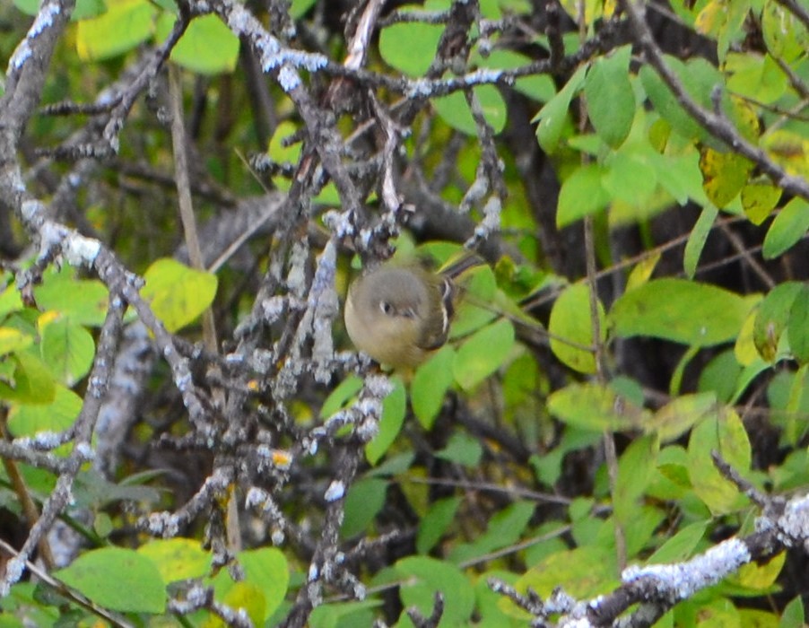 Ruby-crowned Kinglet - ML270417171