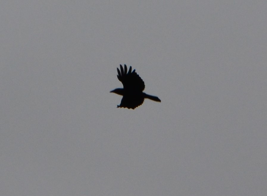 American Crow - ML270417231