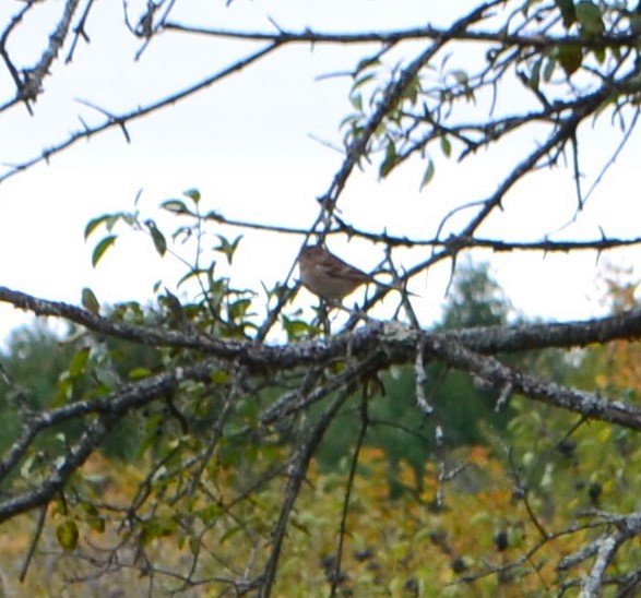 White-crowned Sparrow - ML270417311