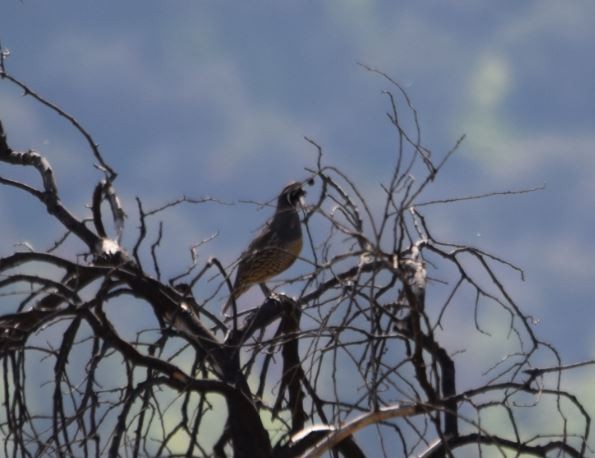 California Quail - ML270419971