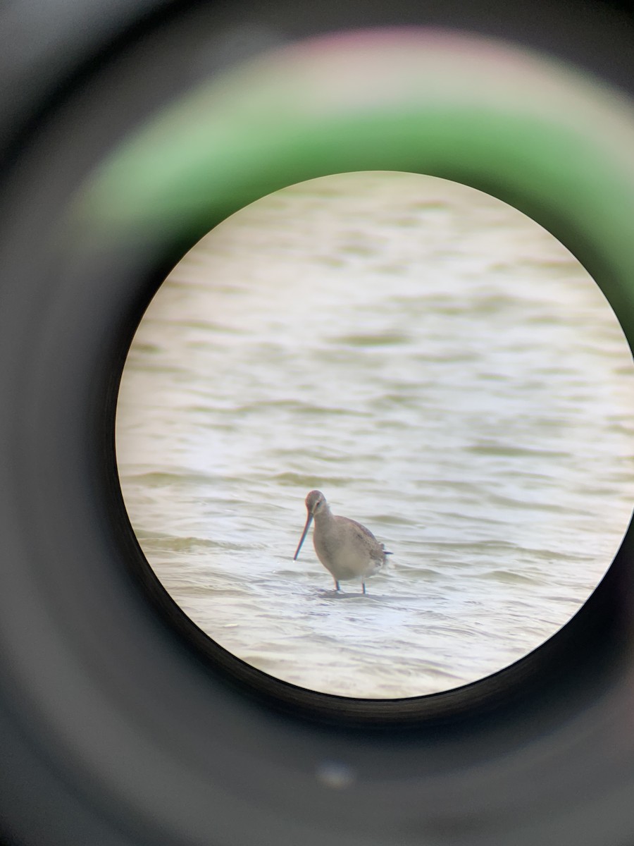 Hudsonian Godwit - ML270422251