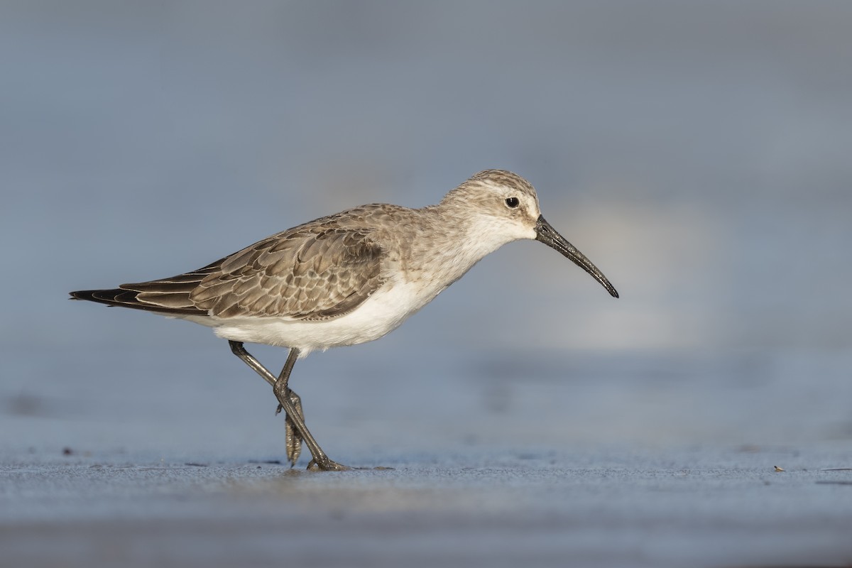 Curlew Sandpiper - Sharif Uddin