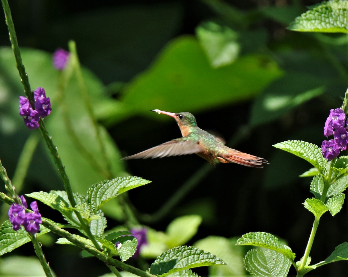 Cinnamon Hummingbird - ML270424741