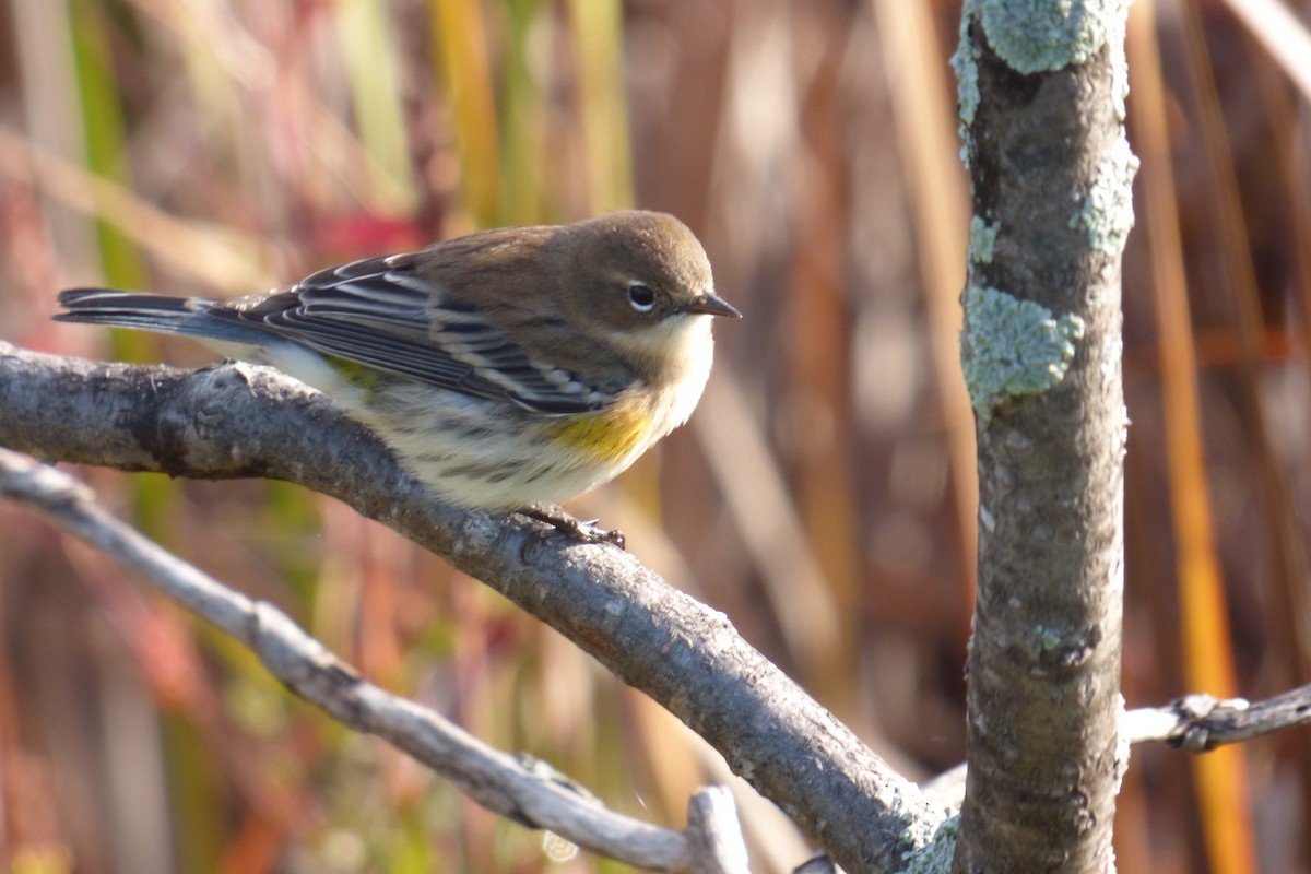 Yellow-rumped Warbler - C Douglas