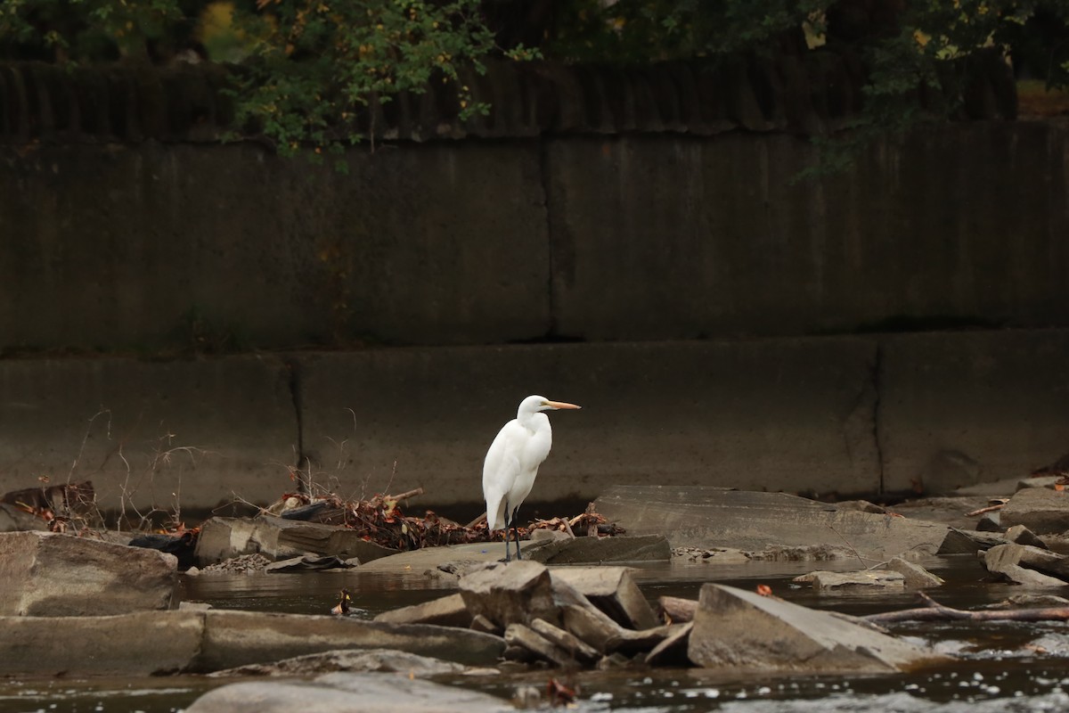 Great Egret - ML270426601