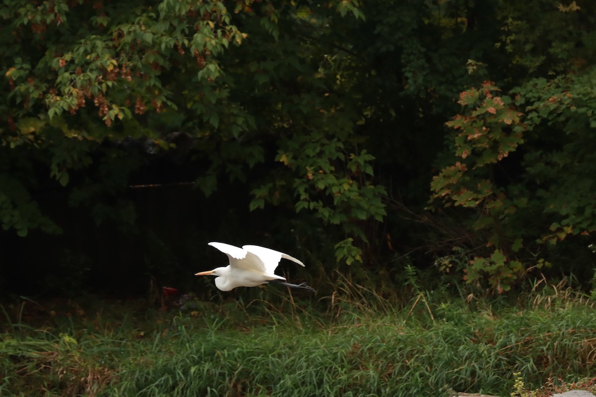 Great Egret - ML270426611