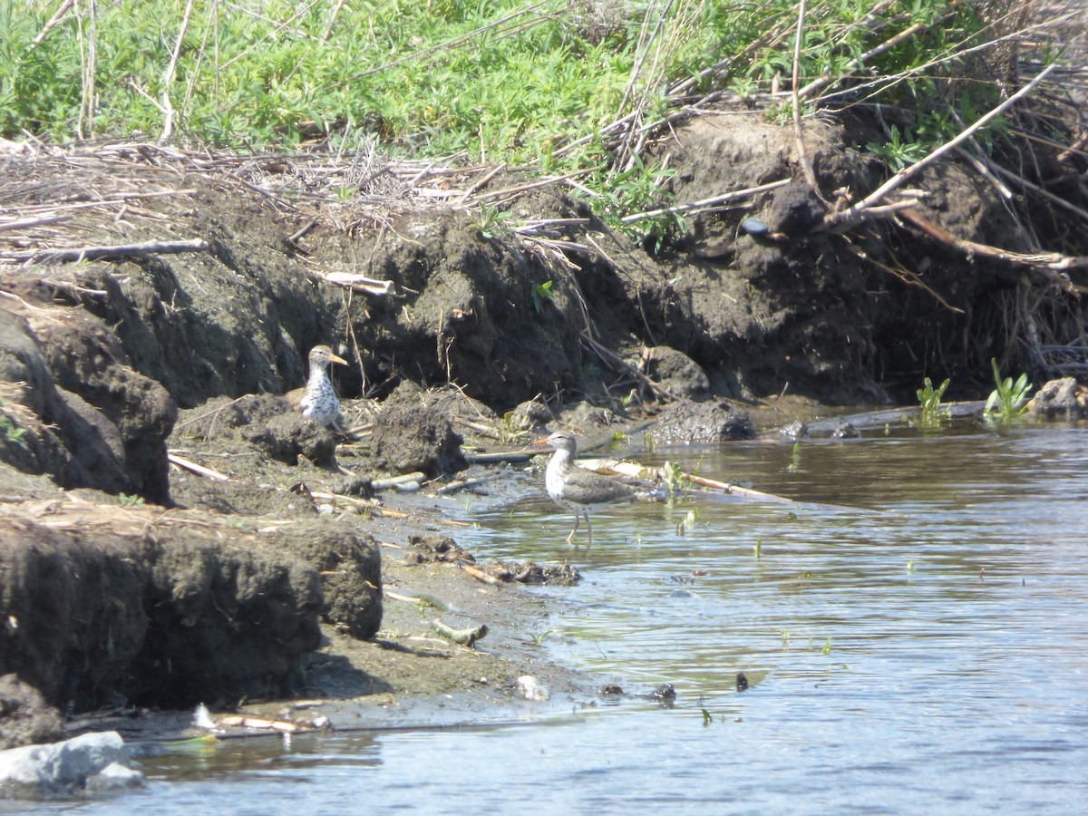 Spotted Sandpiper - Liz Moy