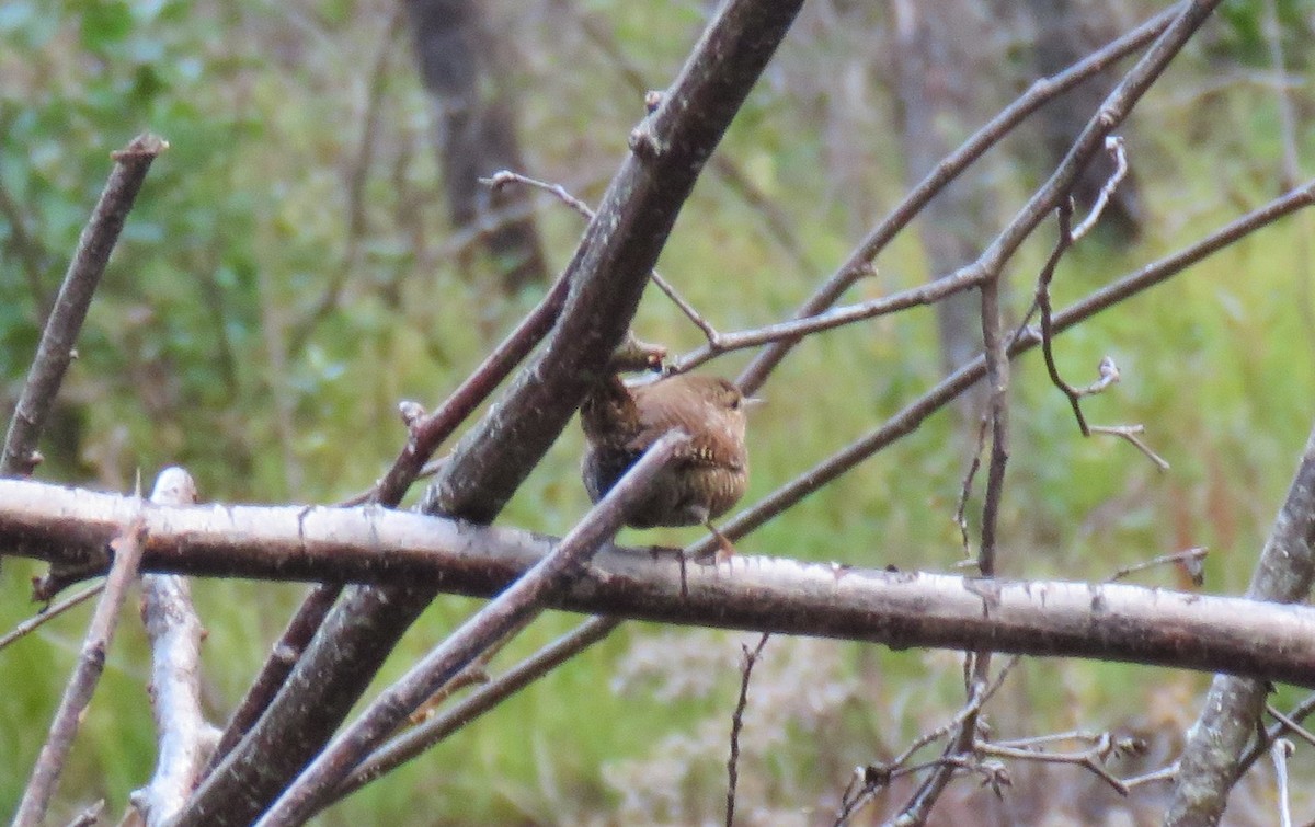 Troglodyte des forêts - ML270428491