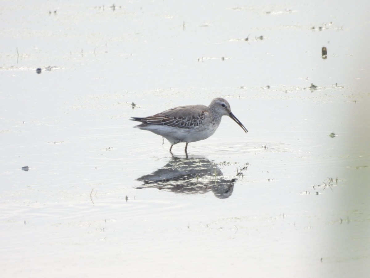 Stilt Sandpiper - ML270429311