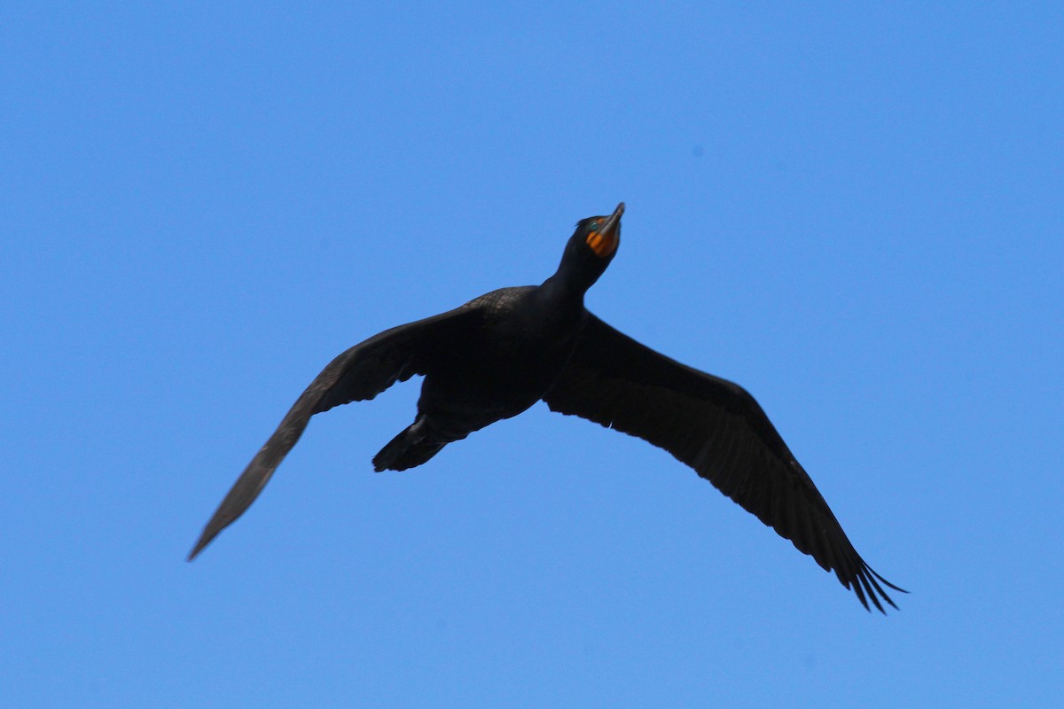 Double-crested Cormorant - Paul Fenwick