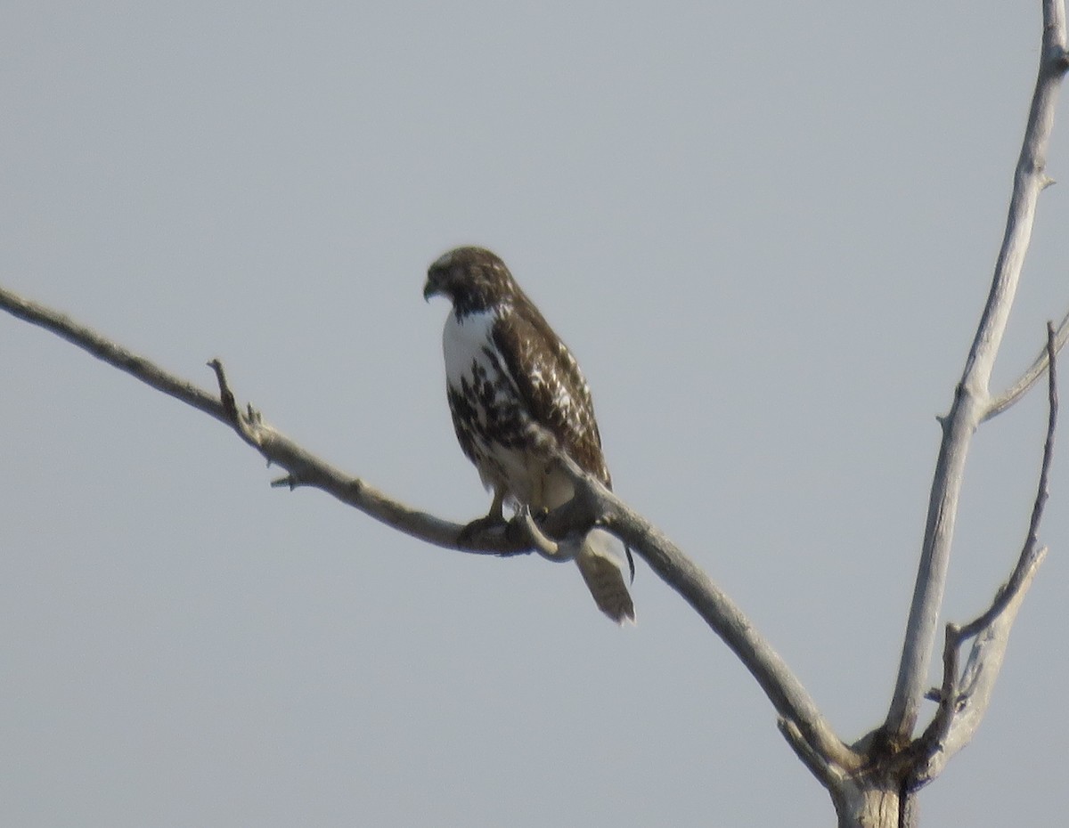 Red-tailed Hawk - ML270430131