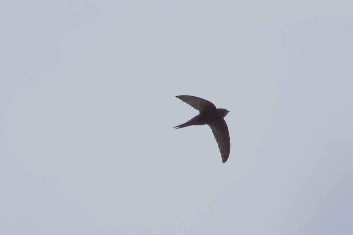 Common Swift - ML270430781