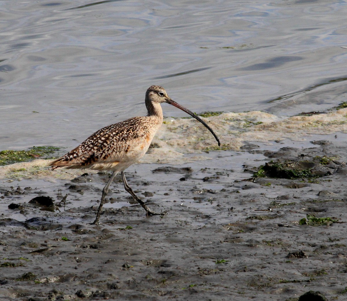 Long-billed Curlew - ML27043081